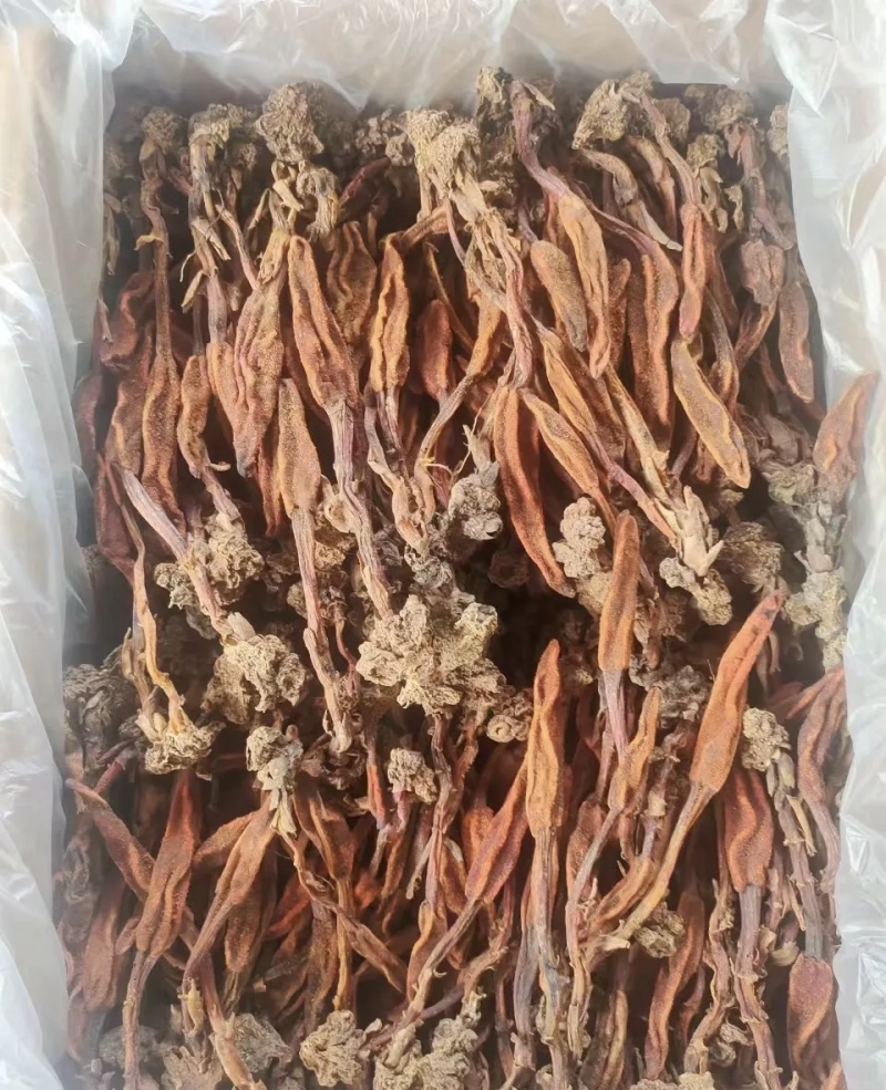 云南回春草干鲜货（可先寄样品）