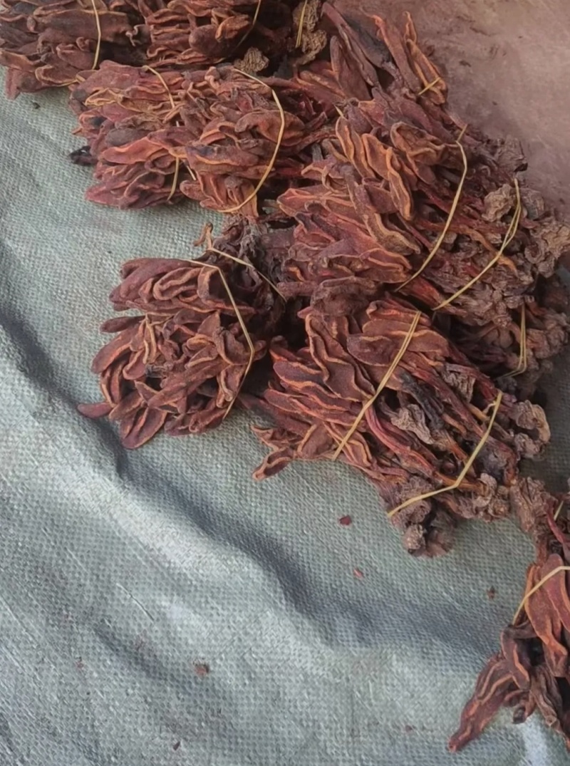 云南回春草干鲜货（可先寄样品）
