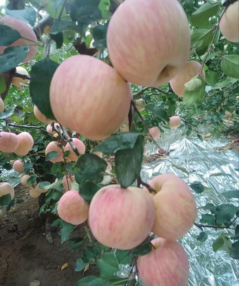 条纹红富士