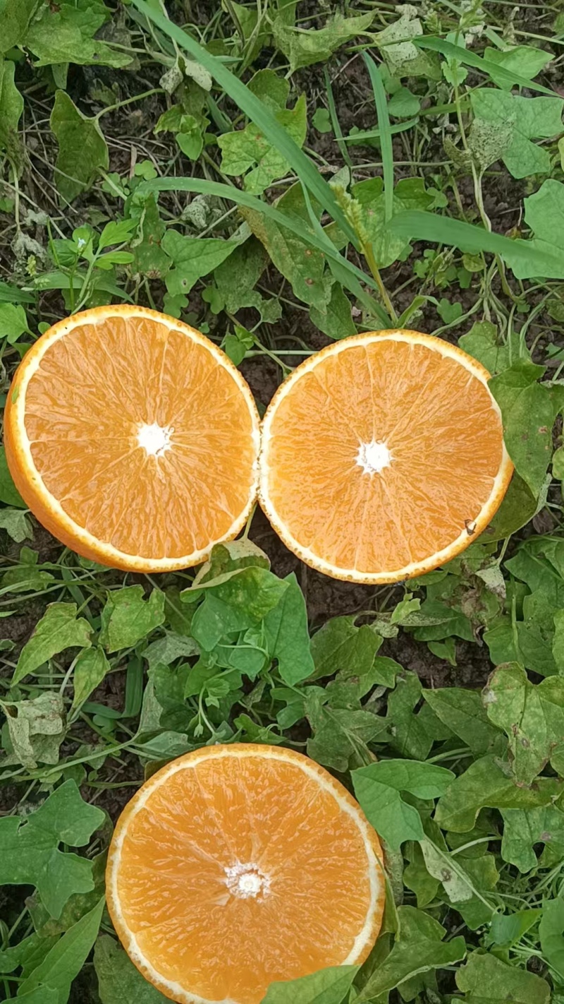 爱媛果冻橙。