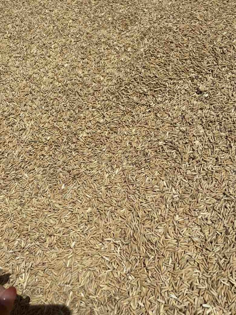 大量出售一季杂交稻，现货200吨