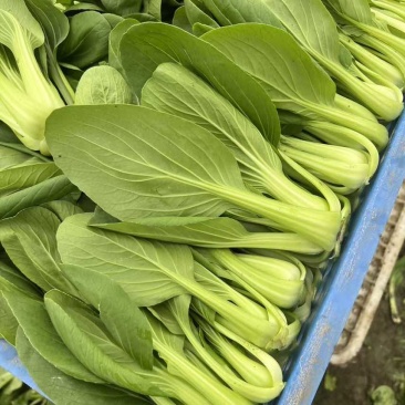 油菜，上海青，价格好商量