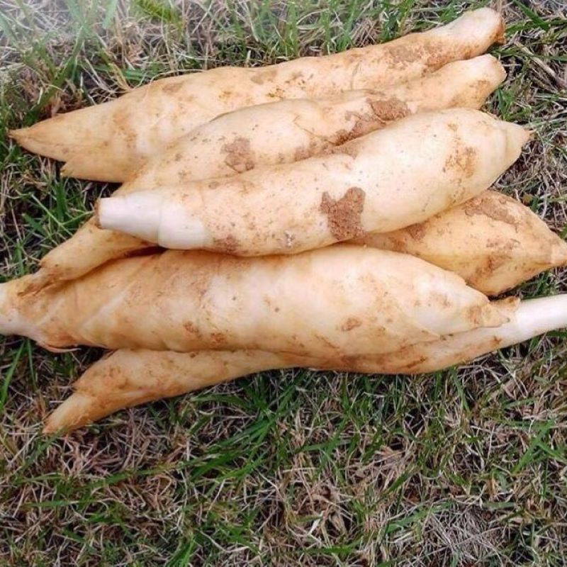 新鲜竹薯现挖冬粉薯农家自种现发竹芋当季煲汤食材竹根凉粉批发