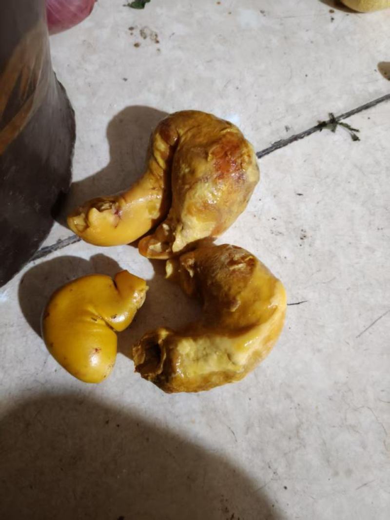 鸡宝，刚杀出来的