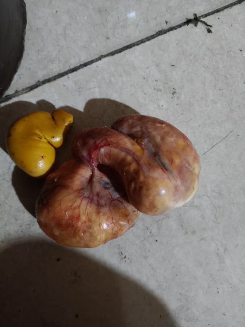 鸡宝，刚杀出来的