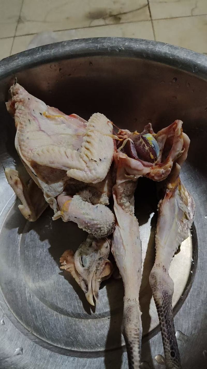 鸡宝，刚杀出来的