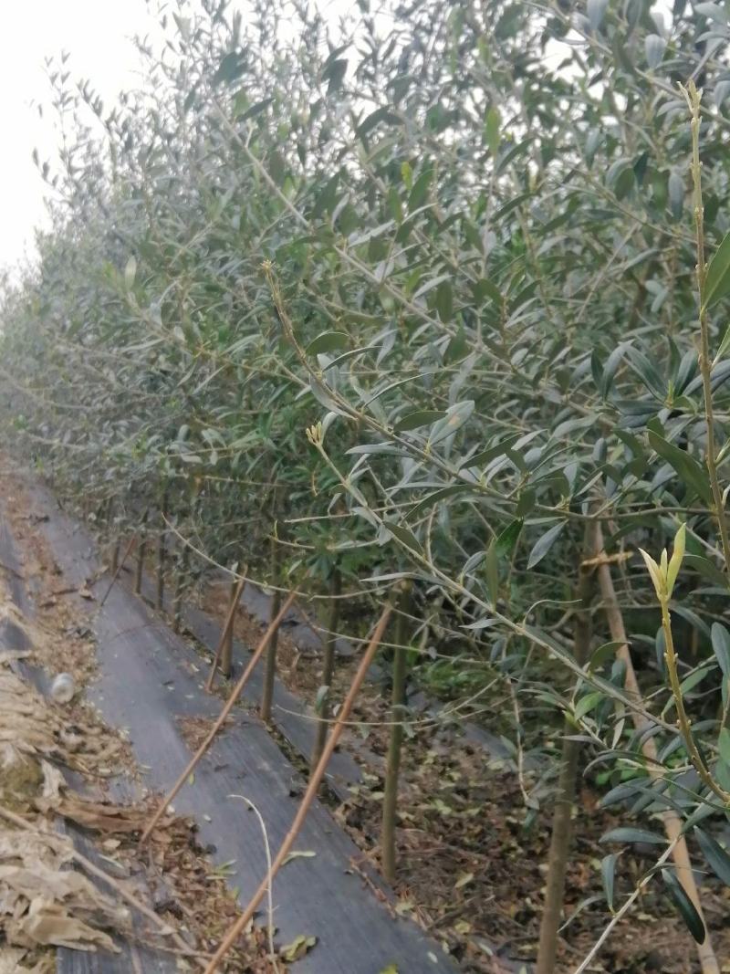 橄榄树绿化批发