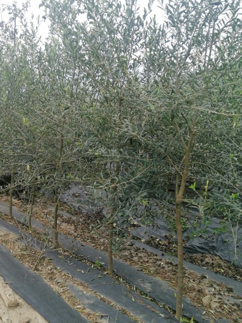 橄榄树绿化批发