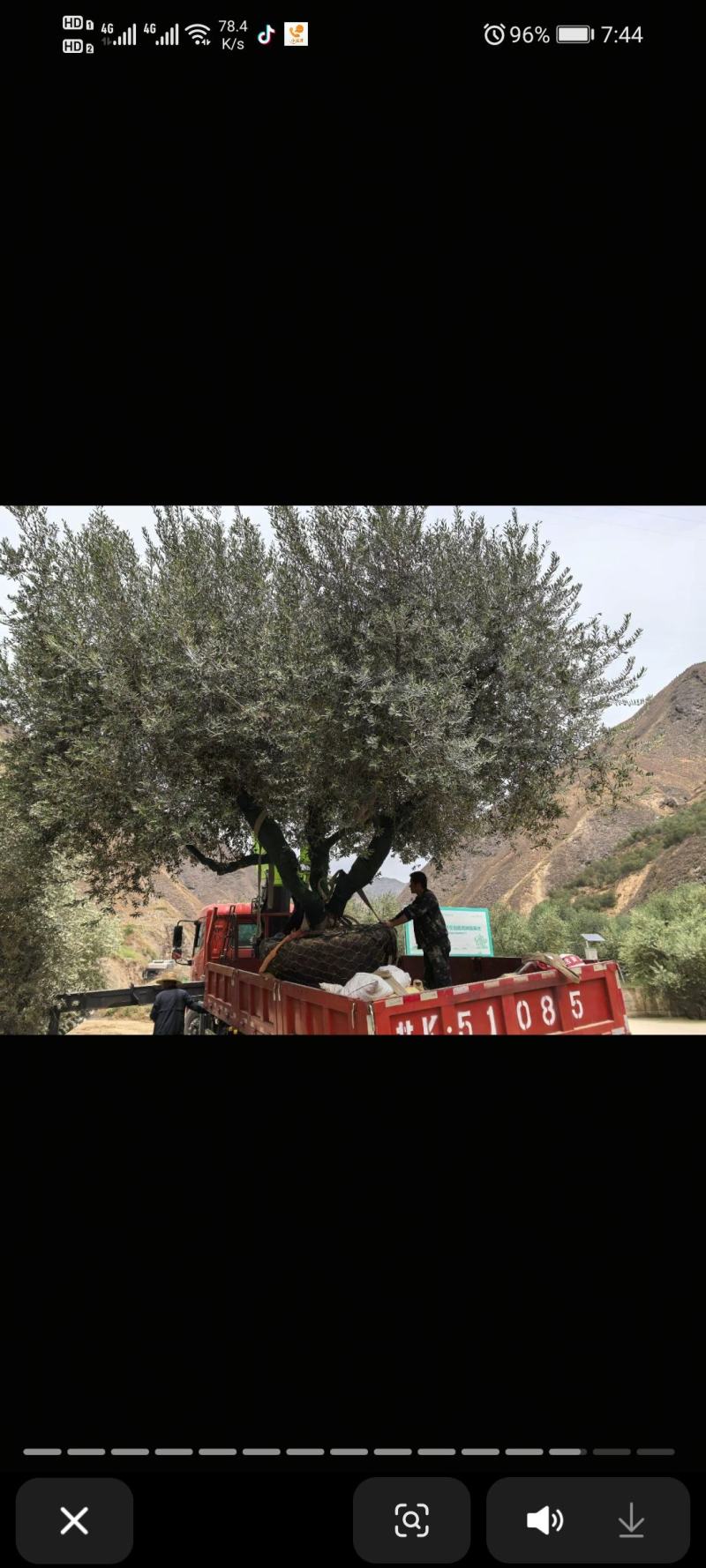 橄榄树绿化批发