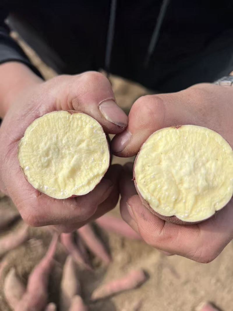 山东海阳榴莲红瑶蜜薯