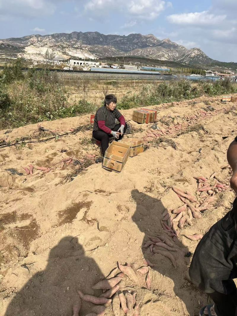 山东海阳榴莲红瑶蜜薯
