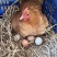 山林散养土鸡蛋