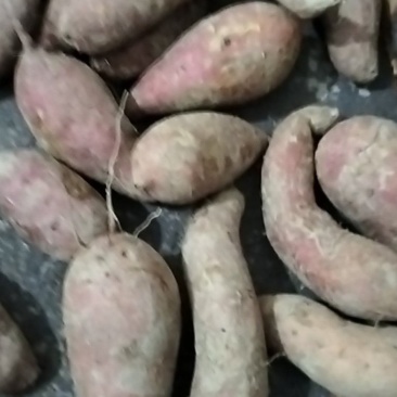红薯