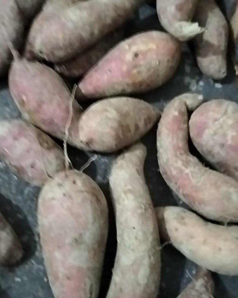 红薯