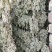 绿香妃串串葡萄干
