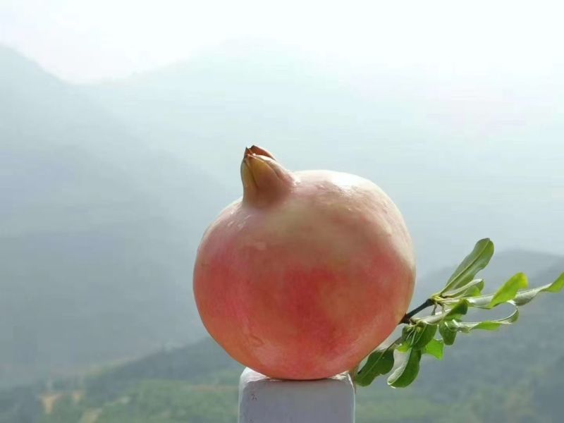 临潼石榴