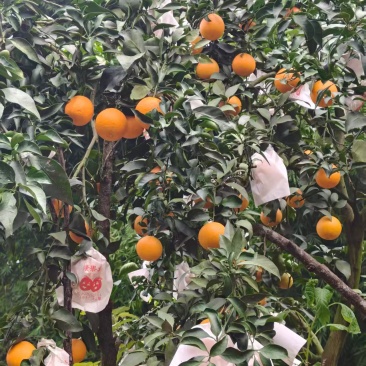 爱缓果冻橙