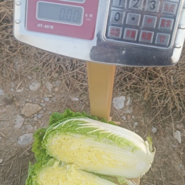黄心白菜