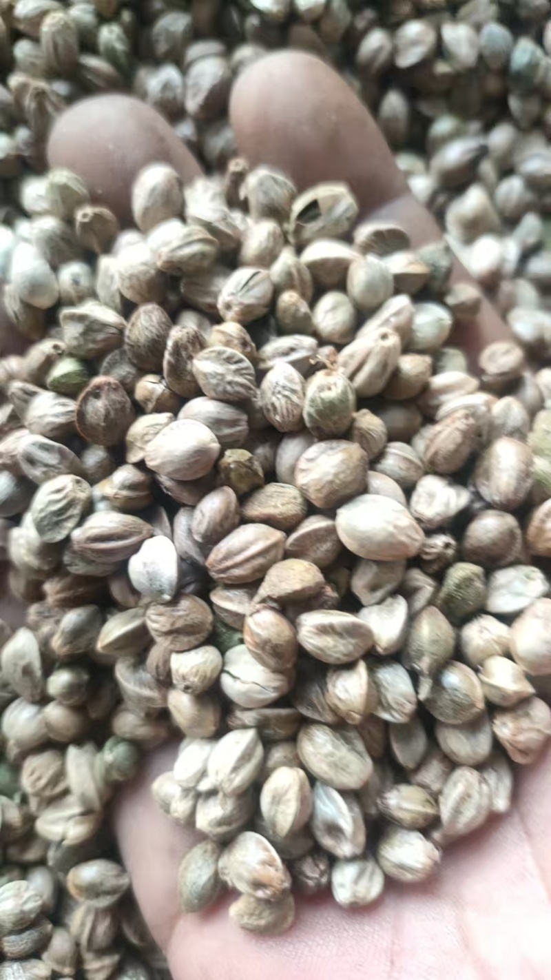 甘肃麻籽