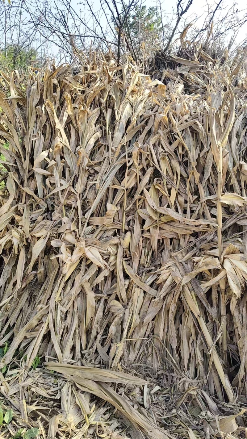 自然晾干品相优质量大更优惠