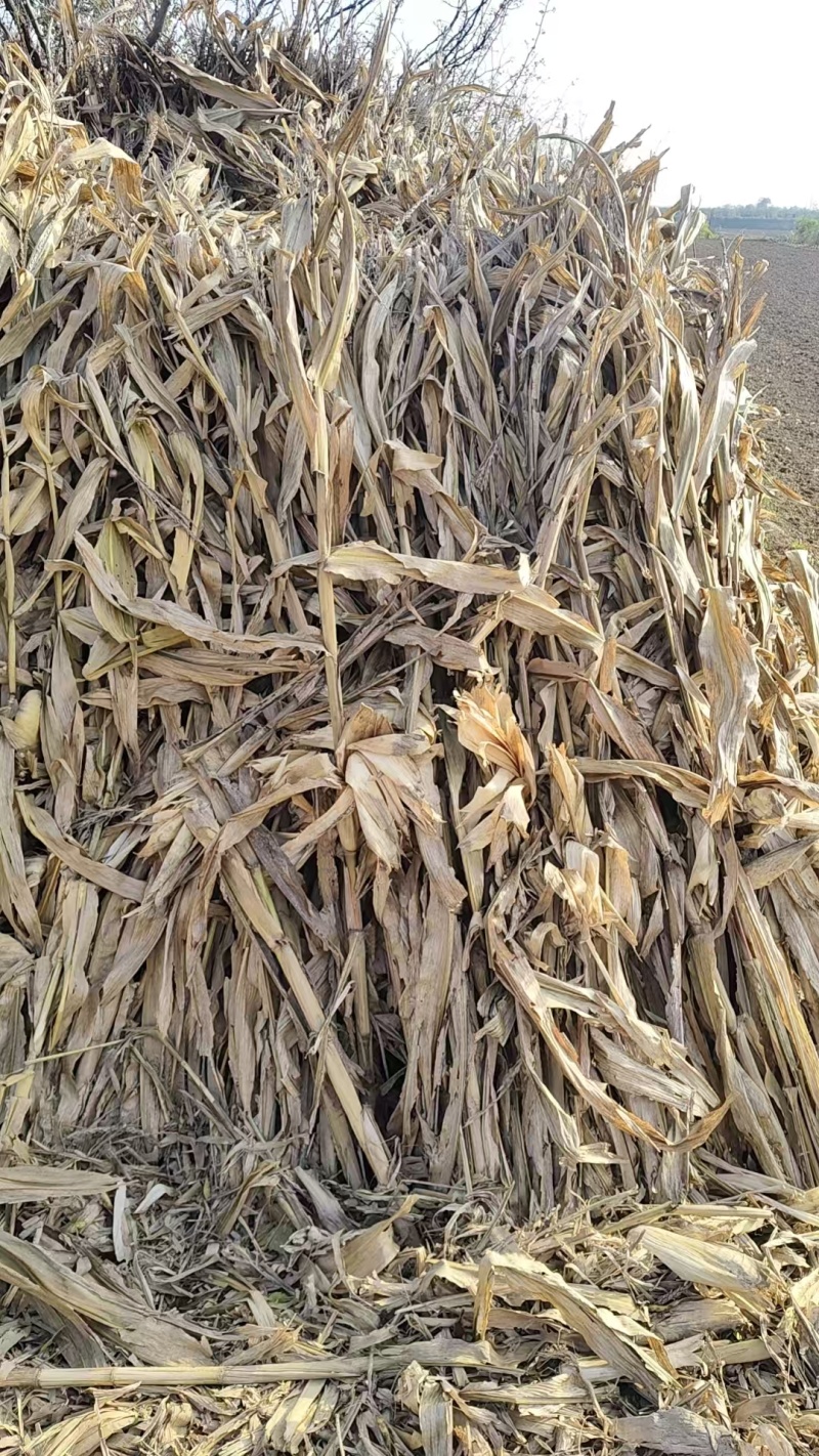 自然晾干品相优质量大更优惠