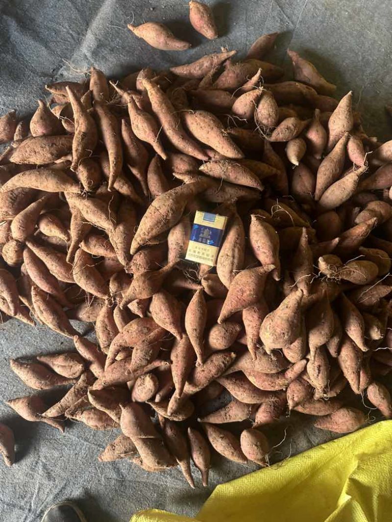 金堂西瓜红心六熬蜜薯烤红薯蜜薯地瓜流油红薯大小车通接可开税票