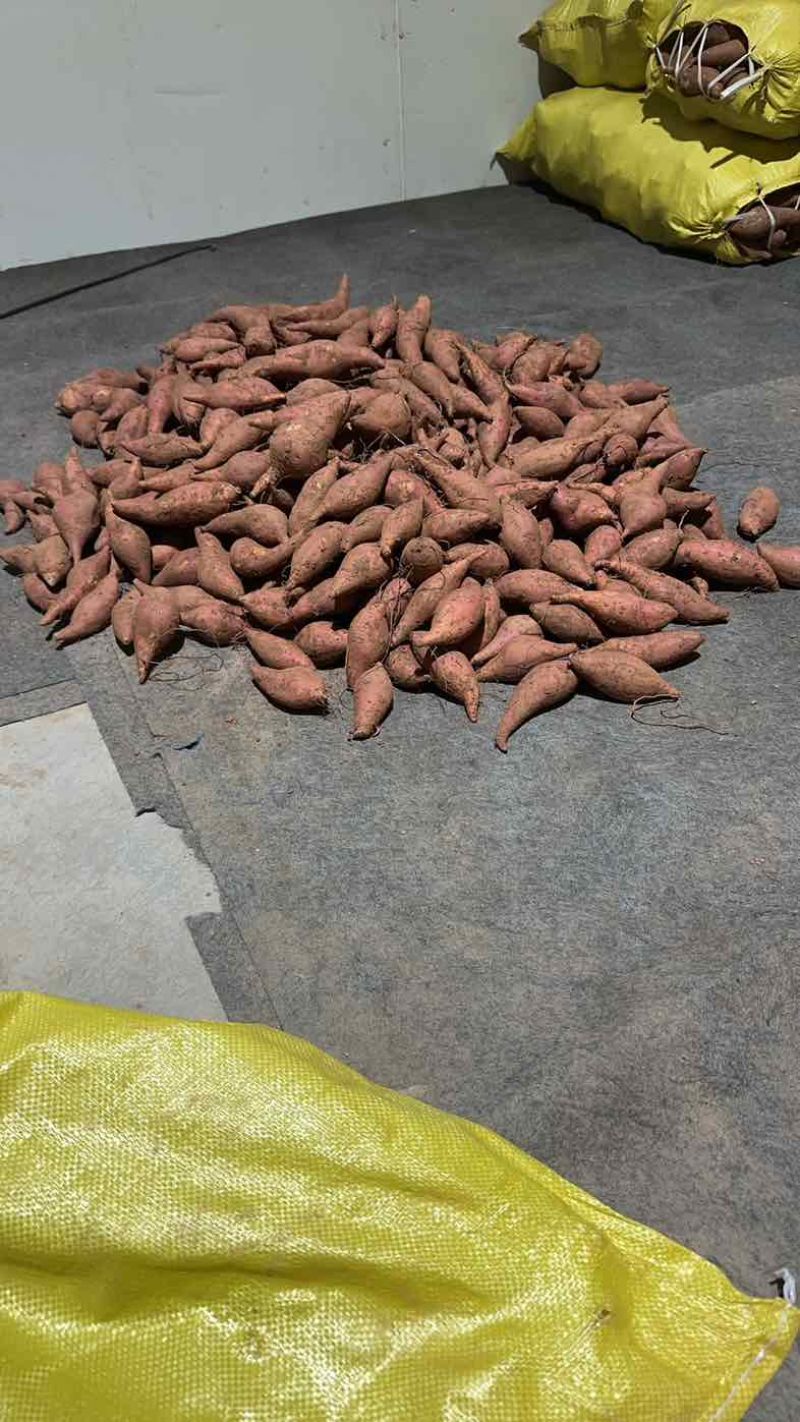 金堂西瓜红心六熬蜜薯烤红薯蜜薯地瓜流油红薯大小车通接可开税票