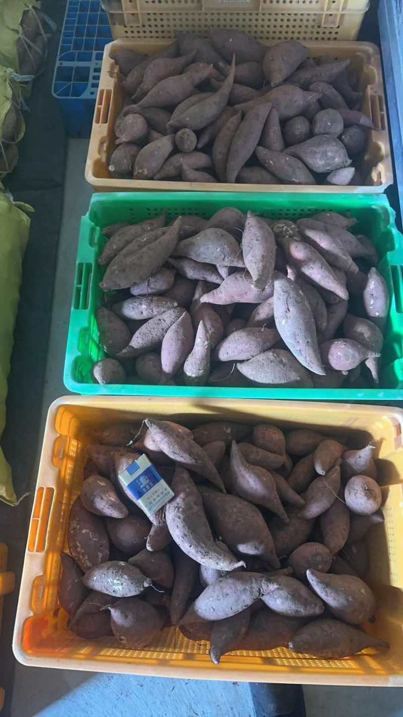 金堂西瓜红心六熬蜜薯烤红薯蜜薯地瓜流油红薯大小车通接可开税票