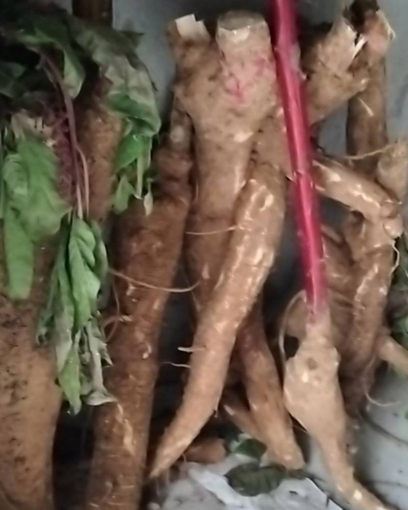 商陆