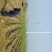 红薯