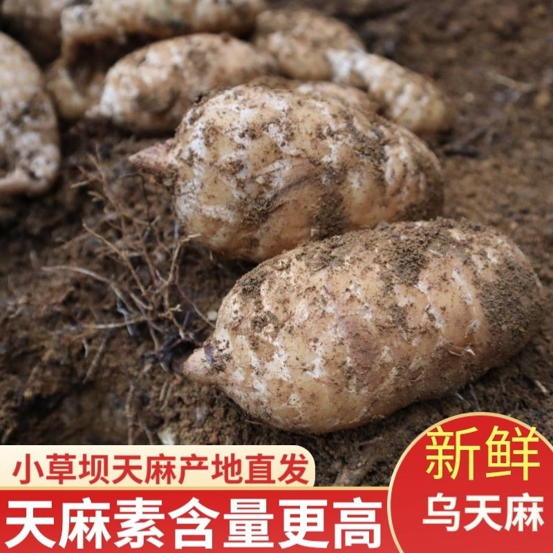 云南昭通市小草坝天麻