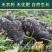 云南昭通市小草坝天麻