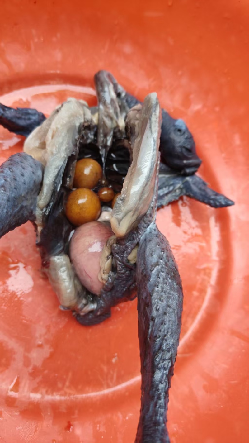 纯散养泰和乌鸡