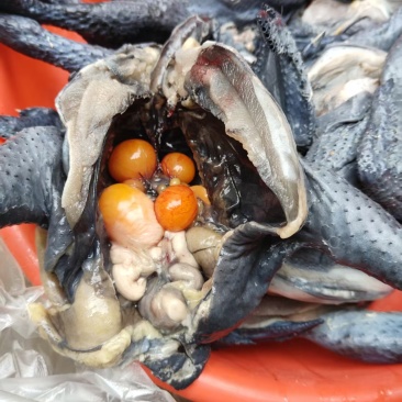 纯散养泰和乌鸡