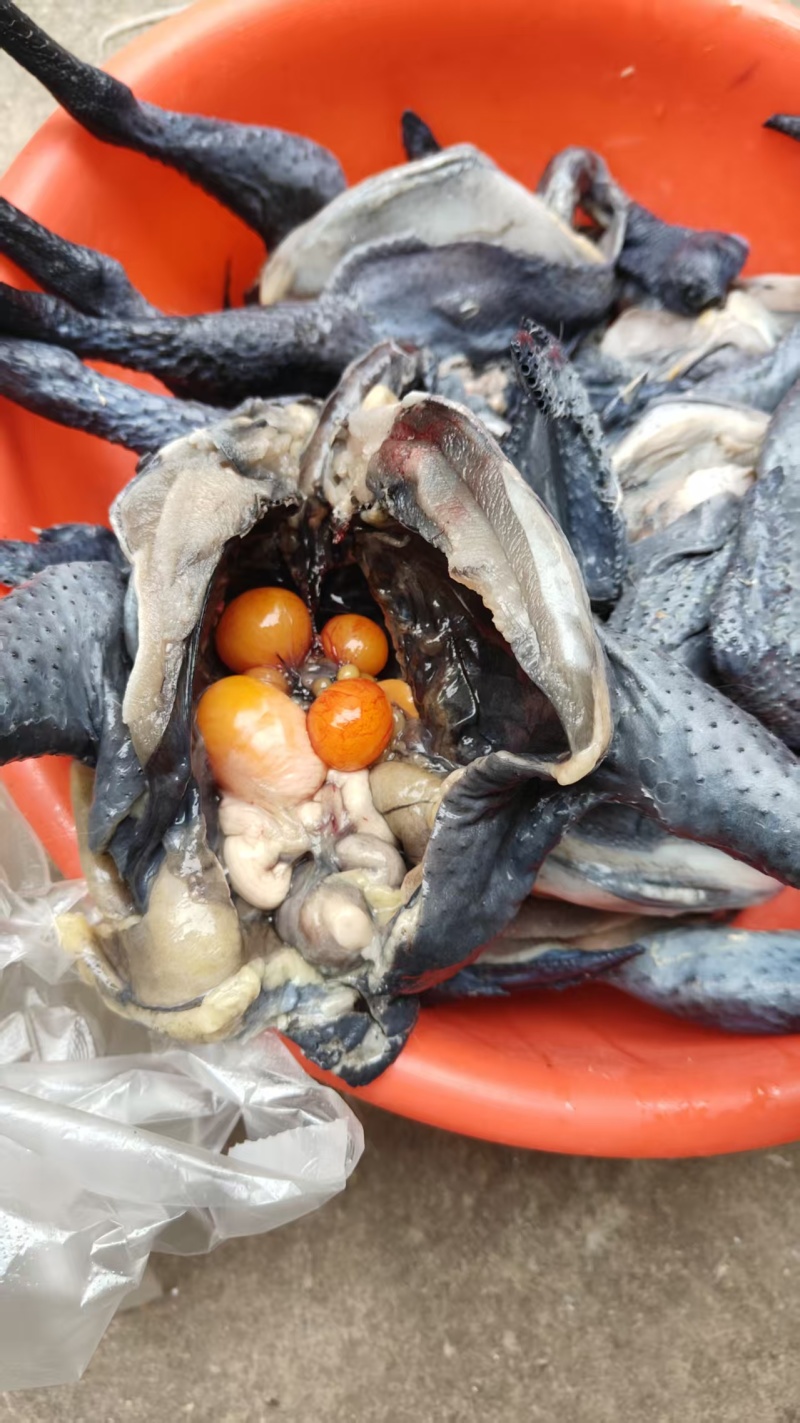 纯散养泰和乌鸡