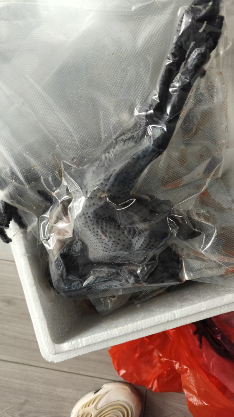 纯散养泰和乌鸡