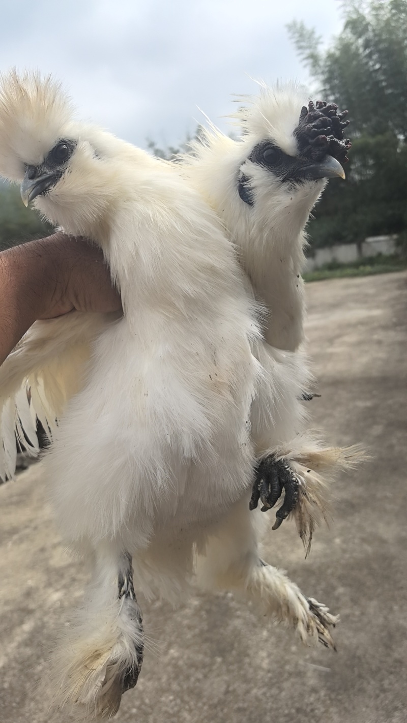 纯散养泰和乌鸡