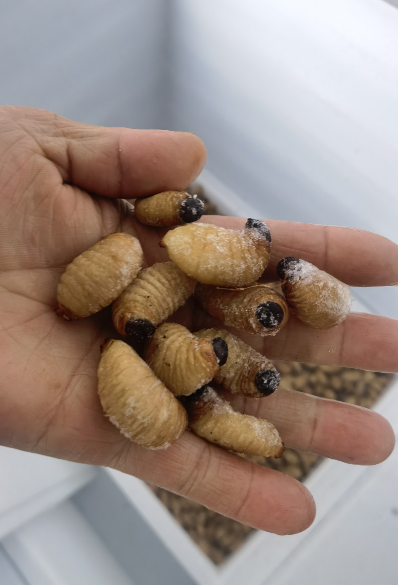 竹虫冻货包运费