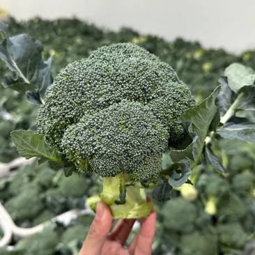 西兰花