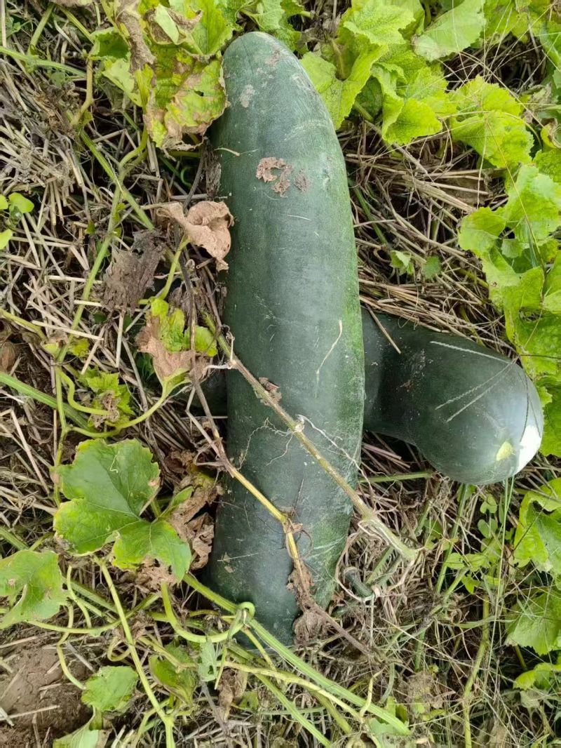 黑皮冬瓜，个头大，耐存储