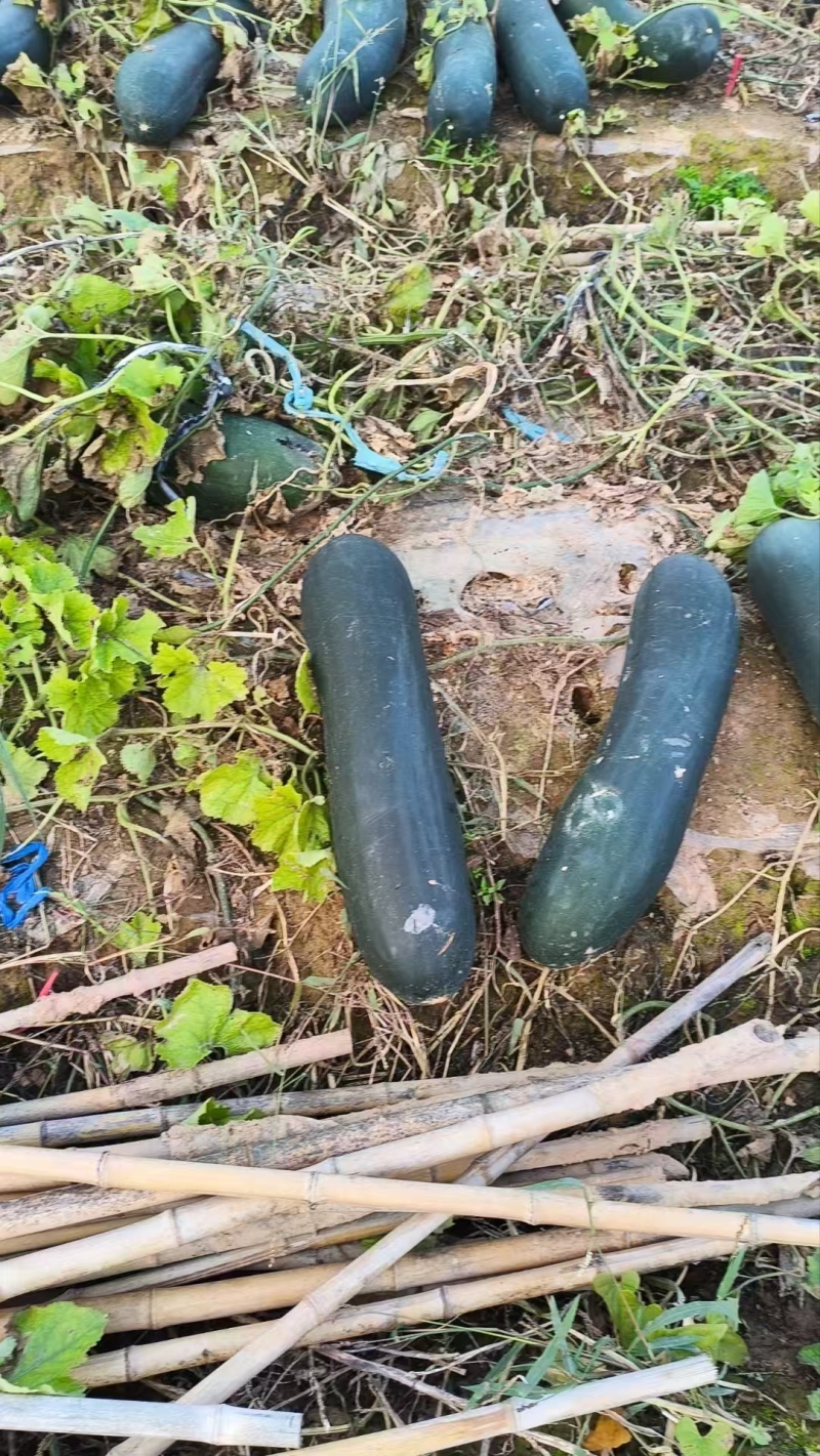 黑皮冬瓜，个头大，耐存储