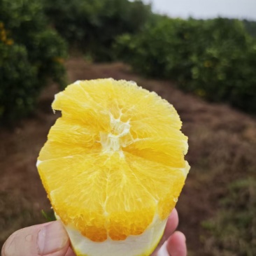 脐橙，大小中果价钱不一样，