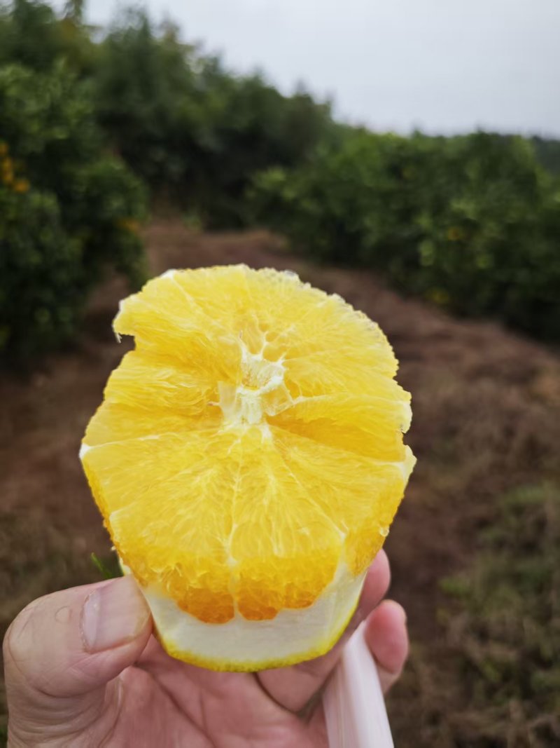 脐橙，大小中果价钱不一样，