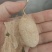 蚕卷