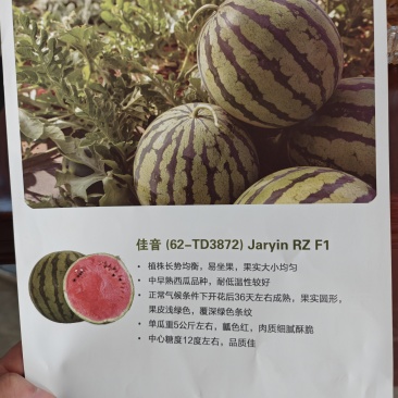 荷兰进口麒麟佳音西瓜