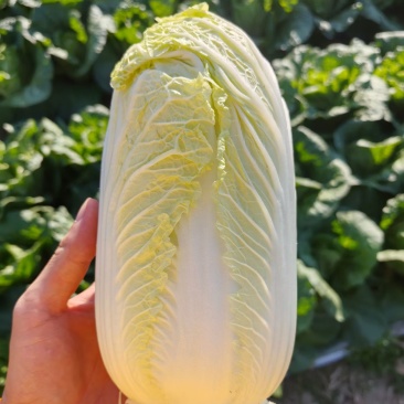 云南点籽娃娃菜