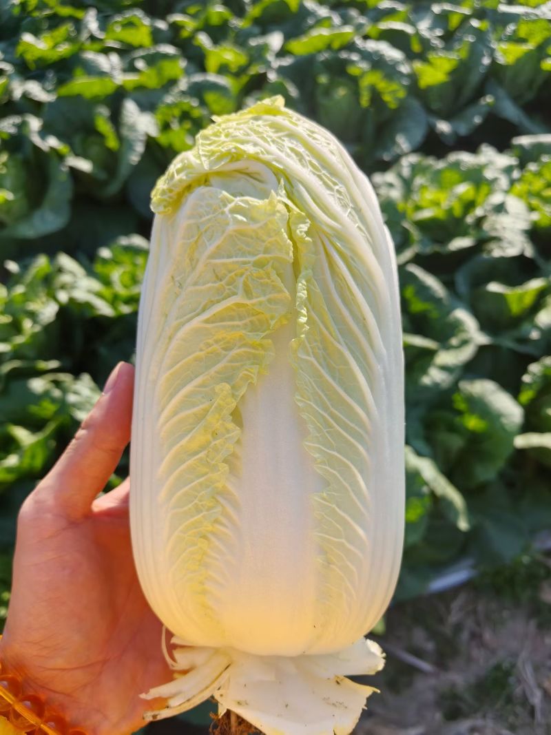 云南点籽娃娃菜
