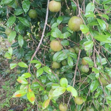 油茶果
