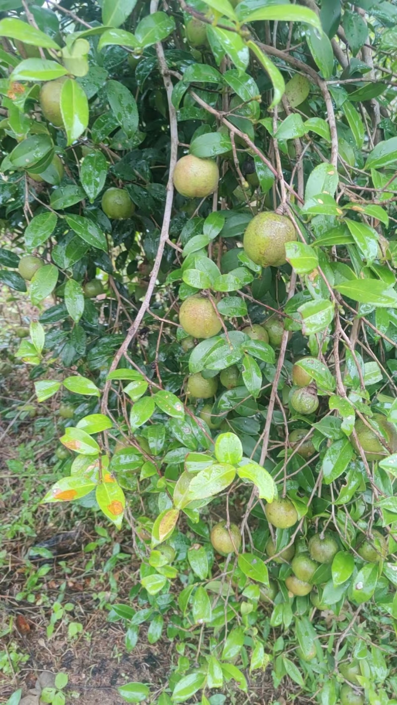 油茶果