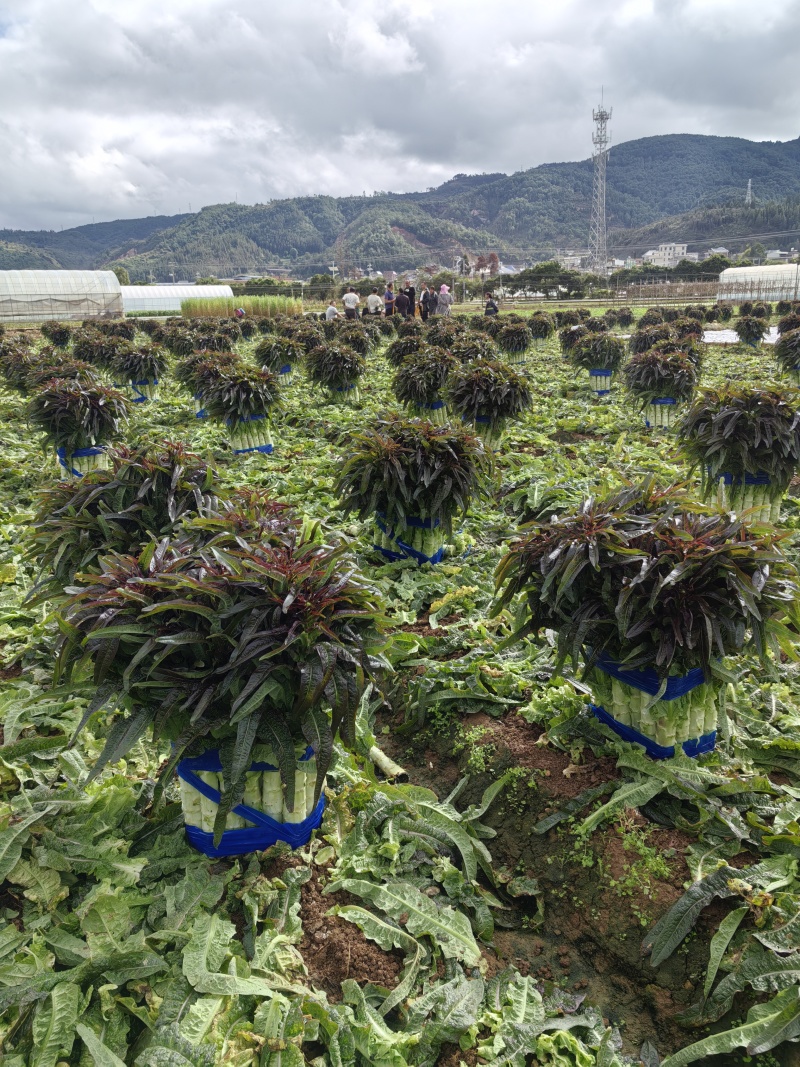 精品莴笋正常有货